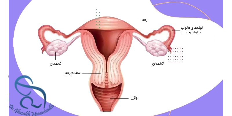 آناتومی رحم