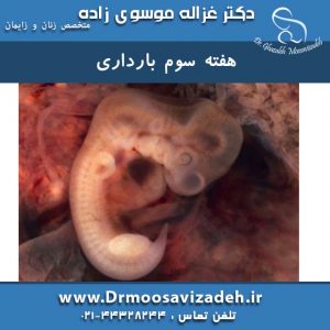 هفته سوم حاملگی