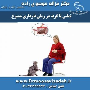 تماس با گربه در زمان بارداری ممنوع
